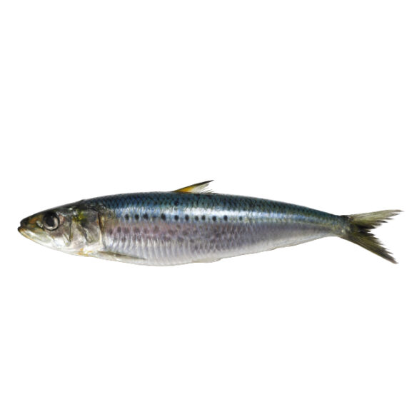 Sardine - Image 2