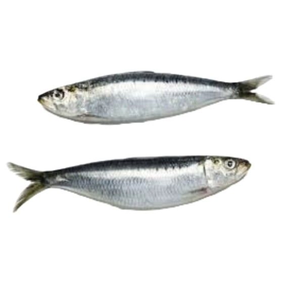 Sardine