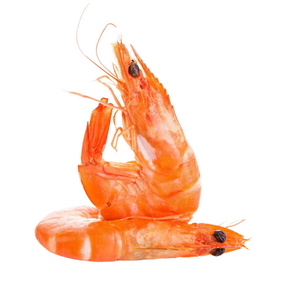 shrimp - Image 2