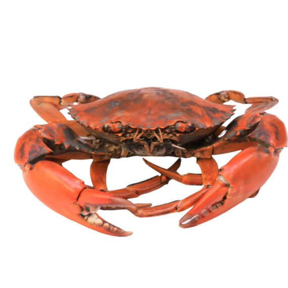 The Crab - Image 2