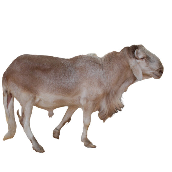 Sudanese sheep