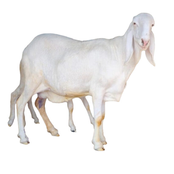 Chadian sheep