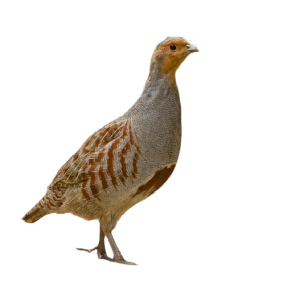 Partridge