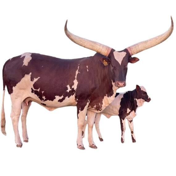 Ankole watusi