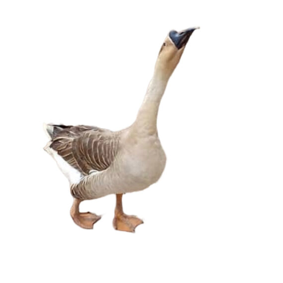 Goose