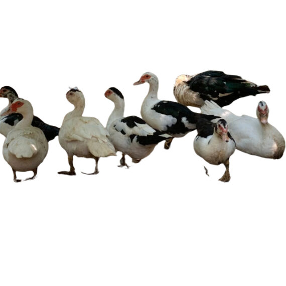 Duck - Image 2