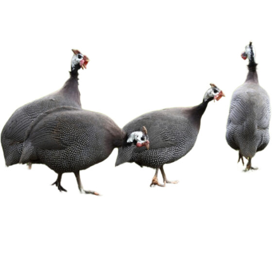 Guinea Fowl - Image 2