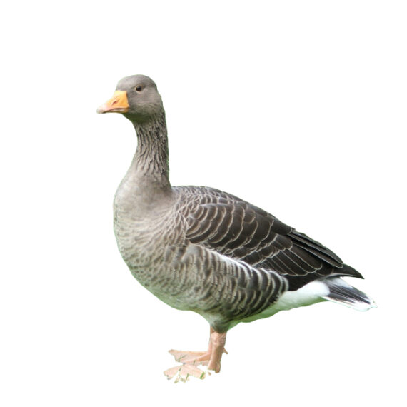 Goose – Image 2