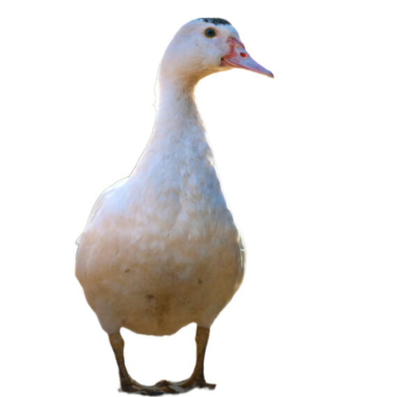 Whole Duck - Image 2