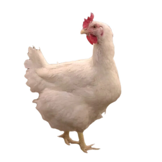 Reformed chicken