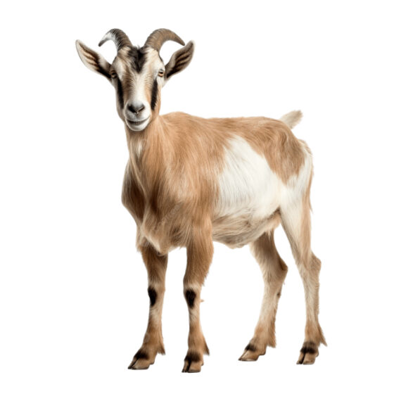 Whole Goat - Image 3