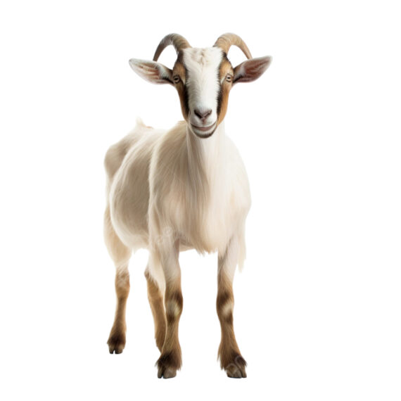 Whole Goat - Image 2