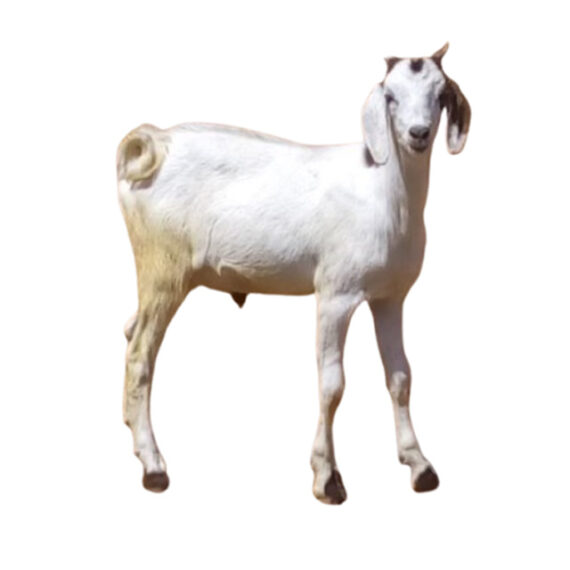 Sahelian Goat - Image 2