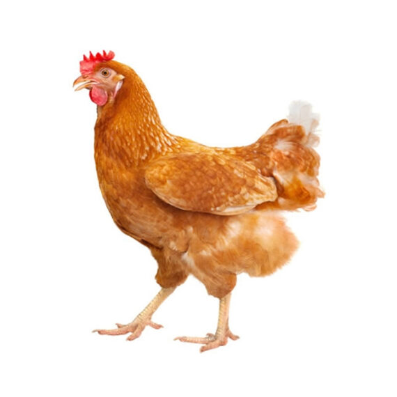 Isa Brown hen