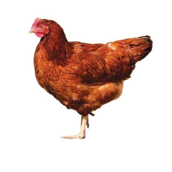 Isa Brown hen - Image 2